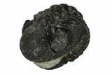 Bargain, Enrolled Austerops Trilobite - Morocco #119043-1